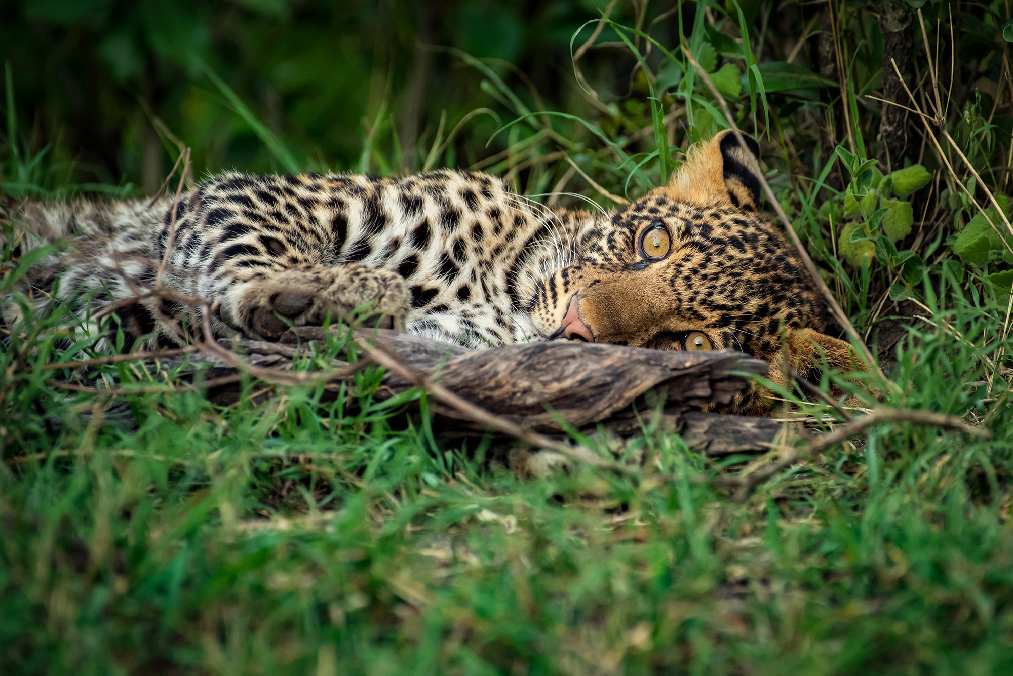 ВИДЕО: Котёнок леопарда. Пока мама на охоте.