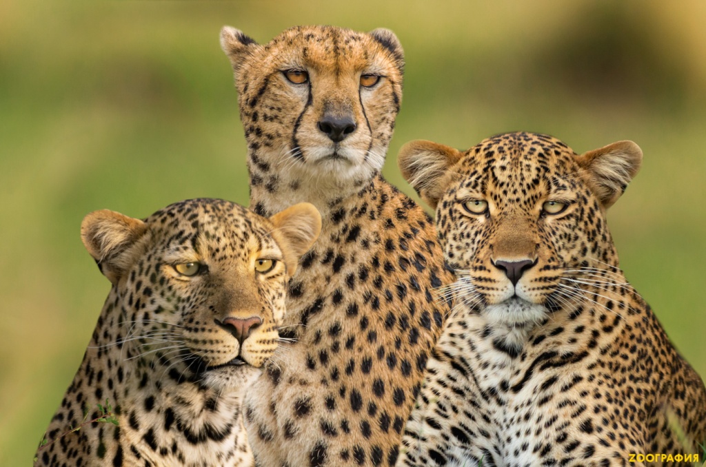 Дружба фотографа с дикими кошками Африки