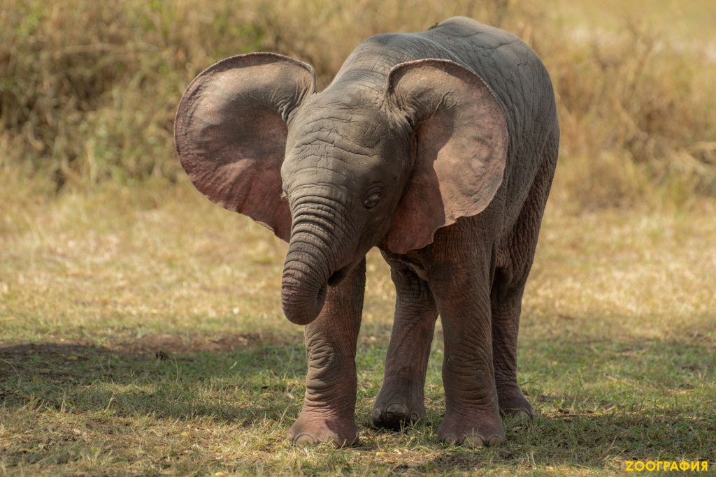 Уникальный розовый слон родился в кенийском заповеднике Масаи-Мара