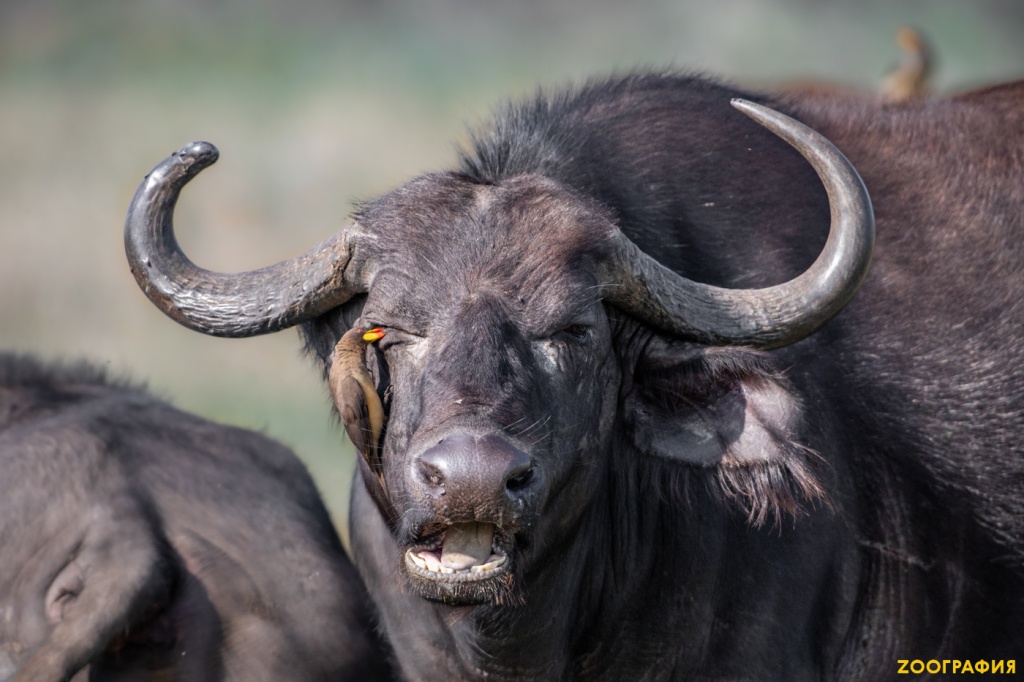 Сложные отношения скворцов и буйволов