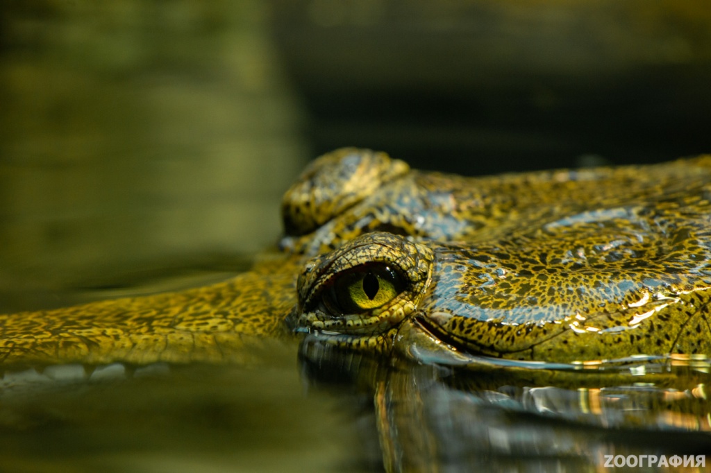 Что в Индии крокодил – у нас гангский гавиал