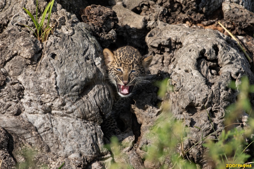 Новорожденные леопарды. В поисках пятнистого сокровища