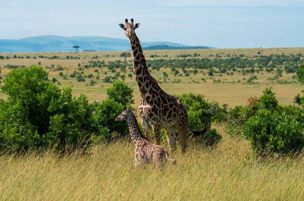 А у жирафа шея длинная. Почему у жирафа длинная шея. Почему у Жирафов длинная шея. Почему у жирафа такая длинная шея. Какие ноги у жирафа длиннее.