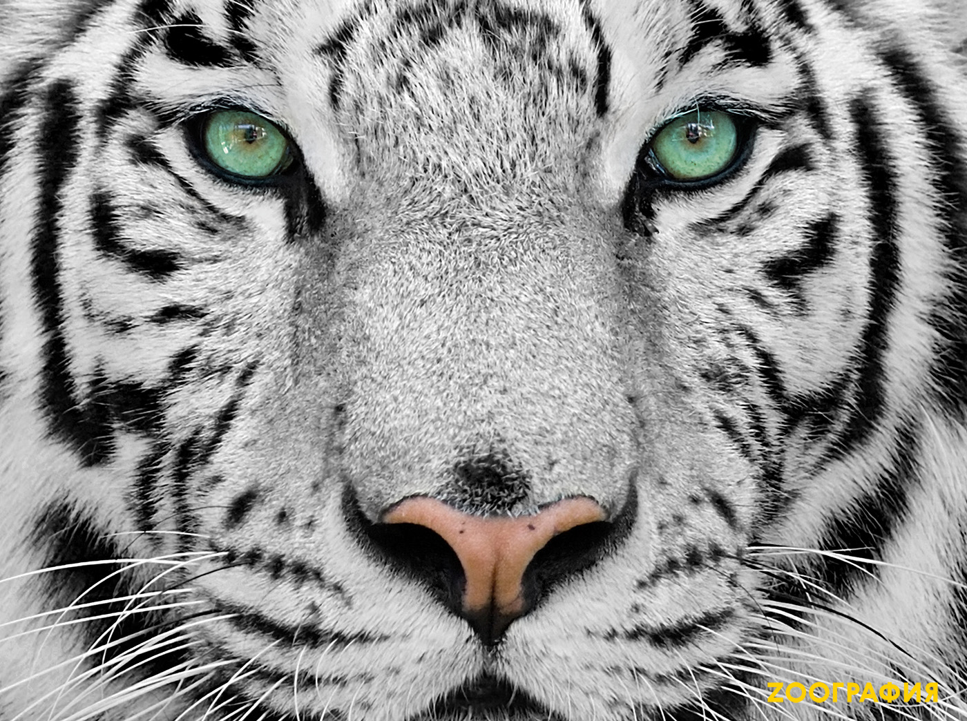 Белый тигр. Кто он и откуда