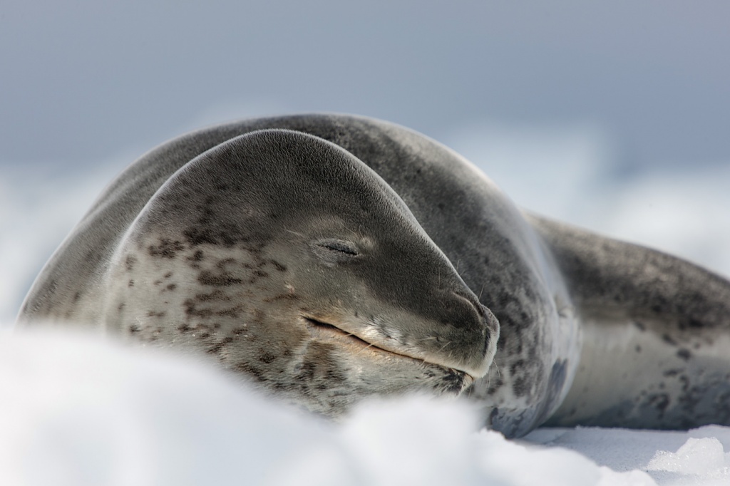 Морской леопард – король ледяного безмолвия