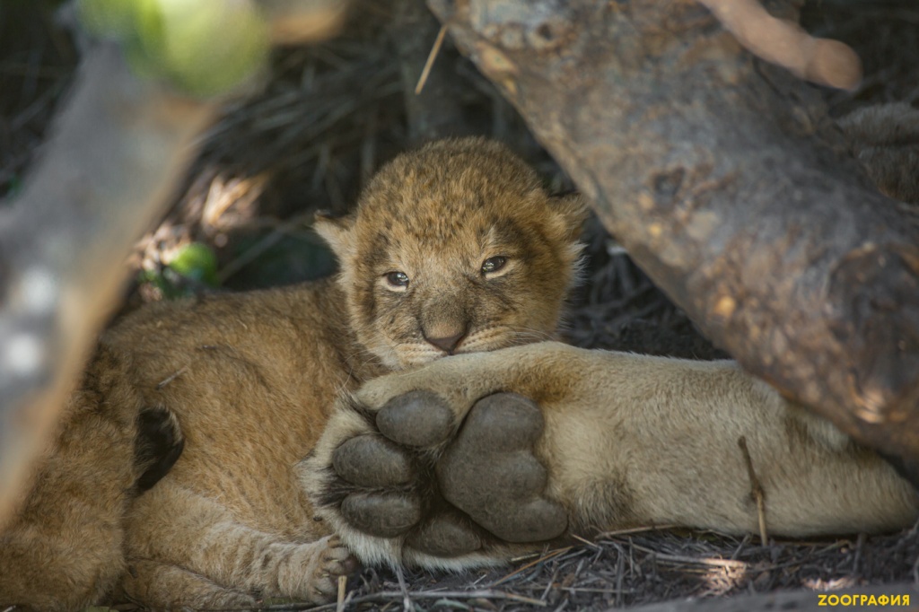 Новорожденный львёнок. Уникальные кадры из львиного логова