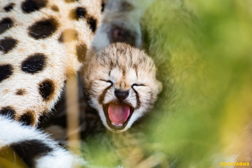 Новорожденные гепарды