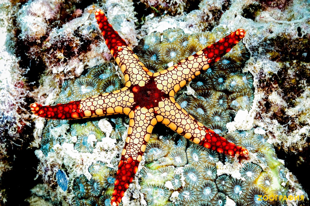 Красивые и опасные морские звезды