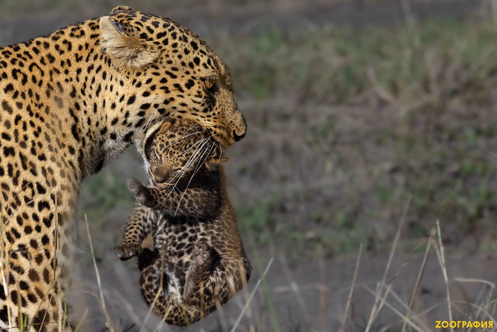 Новорожденные котята леопарда Поли
