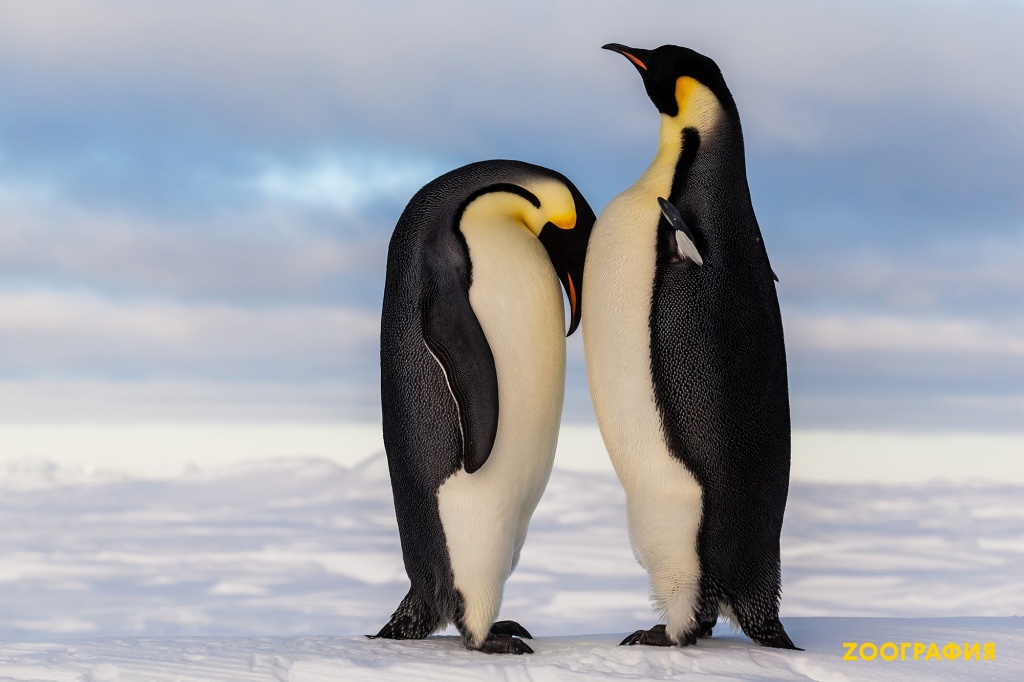 Императорские пингвины. Секреты выживания при -60°С