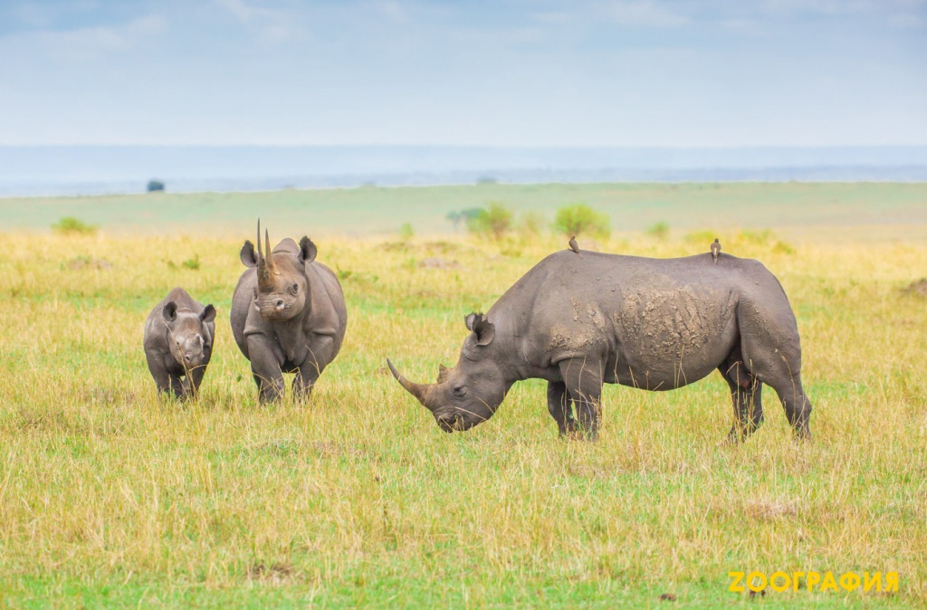 Зачем носорог валяется в грязи