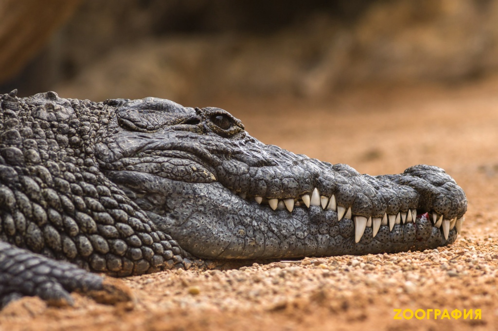 Крокодил, аллигатор, кайман и гавиал - в чем разница