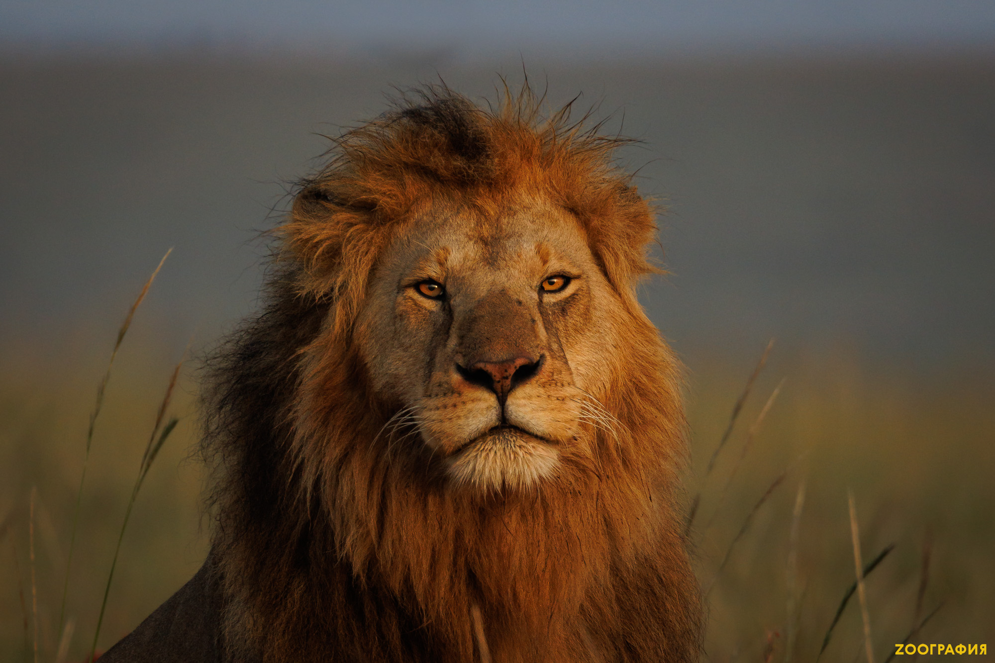 Король лев - сложный и опасный путь к вершине