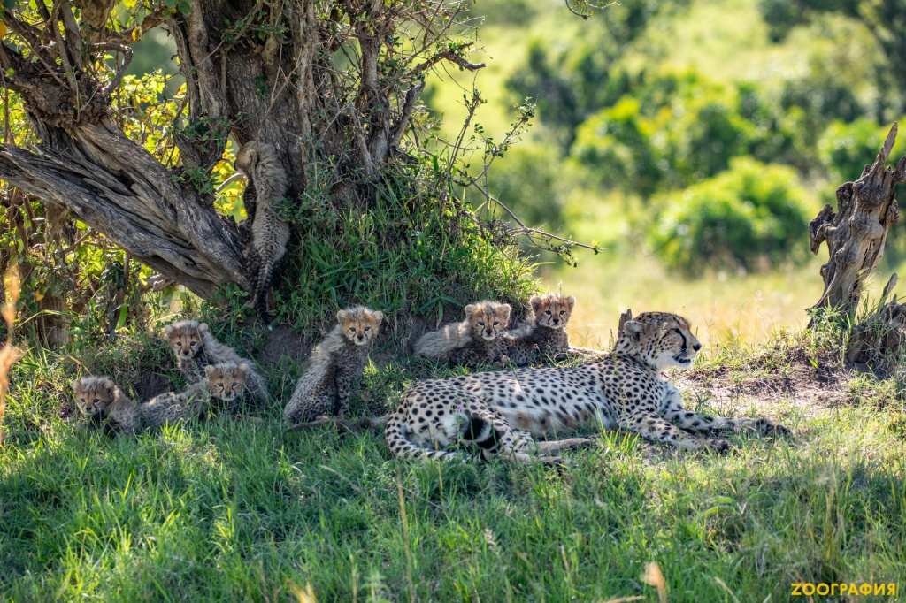 Невероятное чудо – семь котят гепарда
