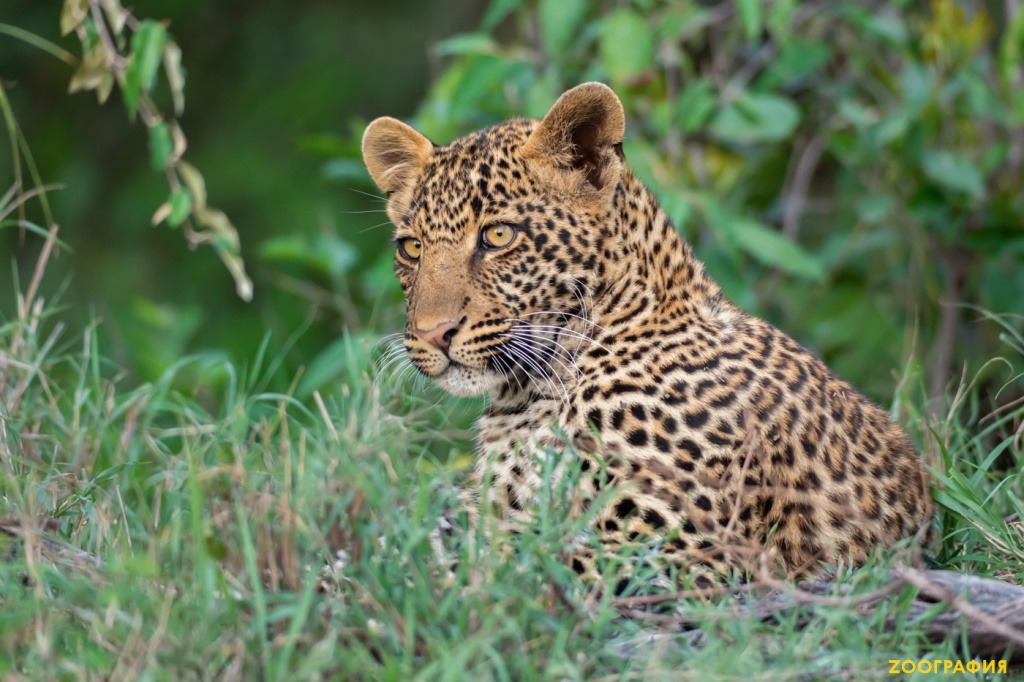 Трудная жизнь юного леопарда