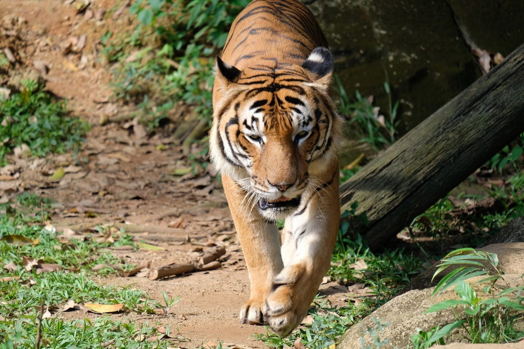 Малайский тигр