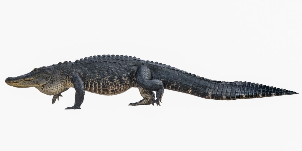 крокодилы-2.jpg