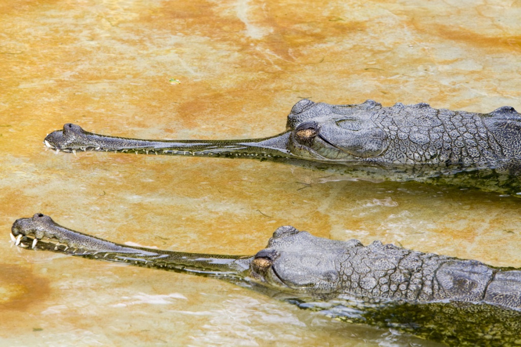 крокодилы-6.jpg