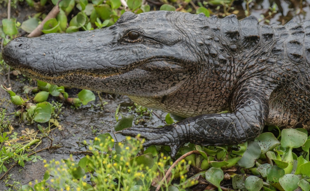 крокодилы-7.jpg
