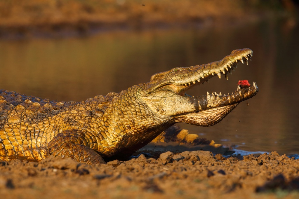 крокодилы-4.jpg