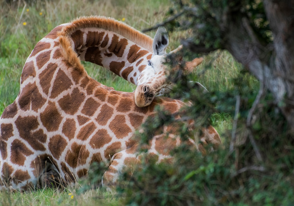 Спящий жираф