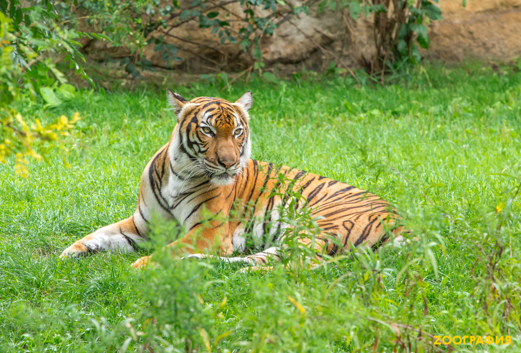 Суматранский тигр 